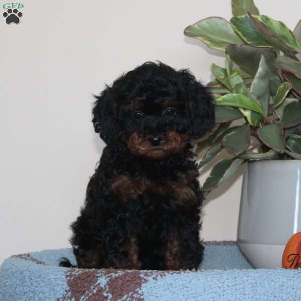 Giggles, Cavapoo Puppy